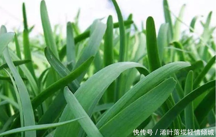 “4种菜”种阳台,生长快周期短,吃完一茬又一茬,不愁没菜吃!