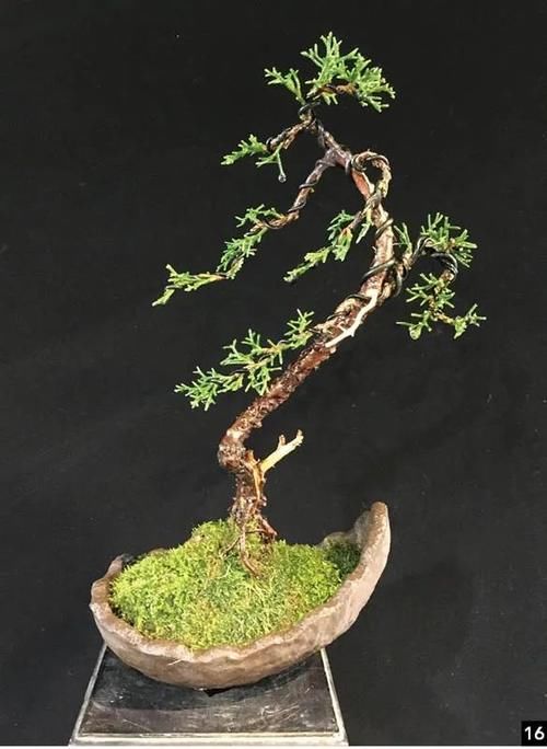 风动式的真柏盆景婀娜多姿，撩得我手定要上手一试！