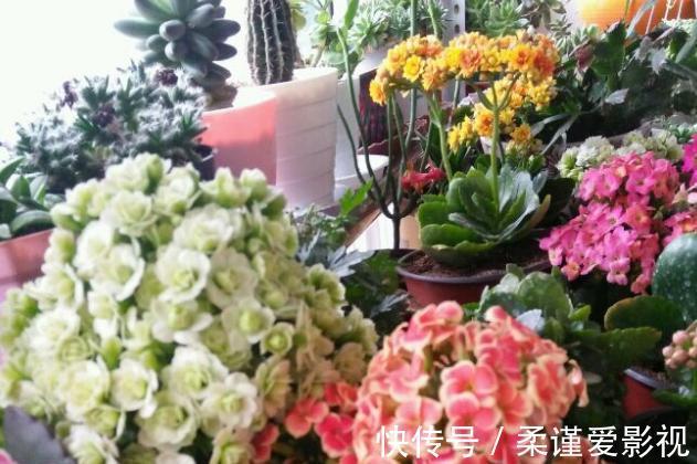 植株|冬日长寿花开完花后，马上动手做4件事，10天就能迎来下一波花