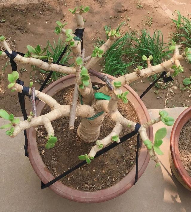 叶子|嫌花长的丑,趁现在砍头,满盆都是新叶子!