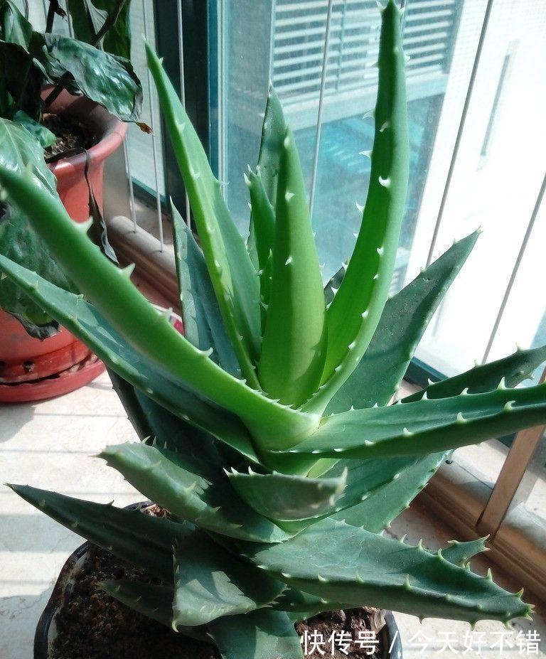 柠檬树|卧室不要乱养花,4种“催眠花”,净化夜间空气,一觉睡到大天亮