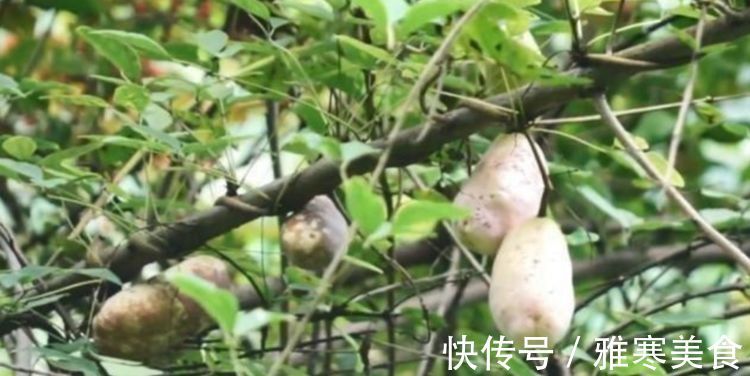 农村|农村山里一种野果批量成熟,挂在藤上密密麻麻,软糯香甜到过瘾