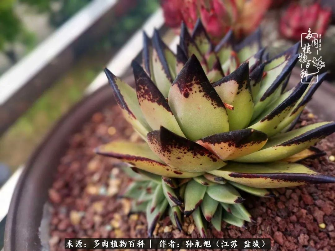 养多肉三年多九万里悟道，终归诗酒田园！