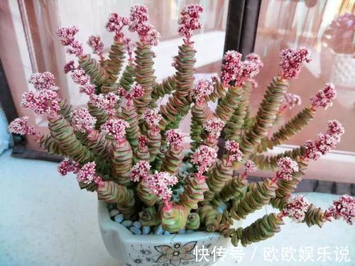 3种多肉植物,养在家里,旺财寓意好,值得拥有!