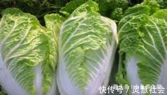 茄子|秋季养生要会吃,推荐4种食物,排毒清肠,增强体质,早吃早受益
