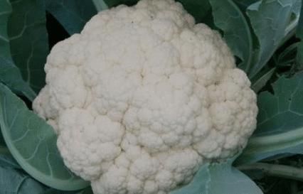 买花菜，“散花”和“紧花”区别很大，教你怎样挑选，别再买错了