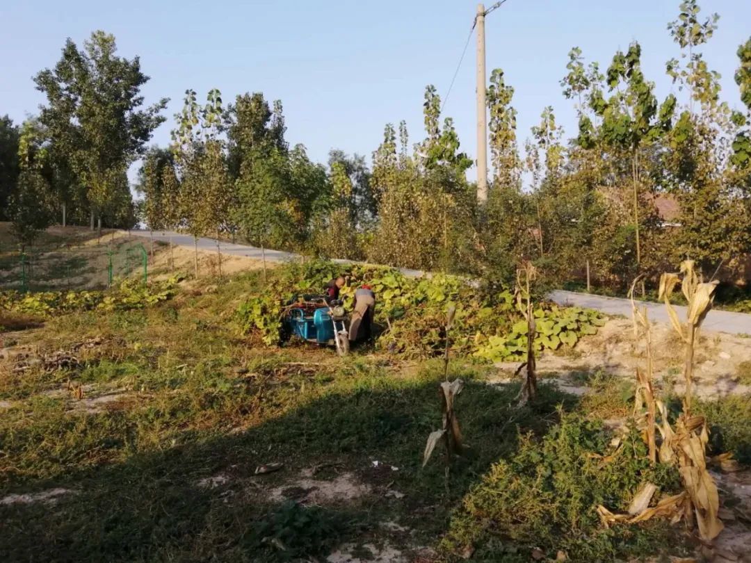 台子|台子镇：周末不休，全民动手提升城乡颜值