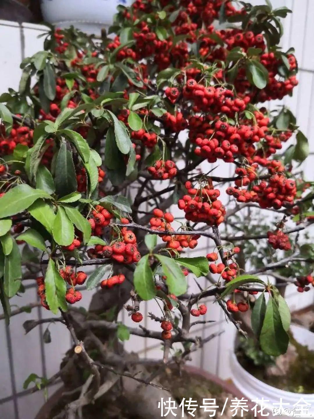 农村当柴烧的花,原来可以当盆景,给一千块也不卖