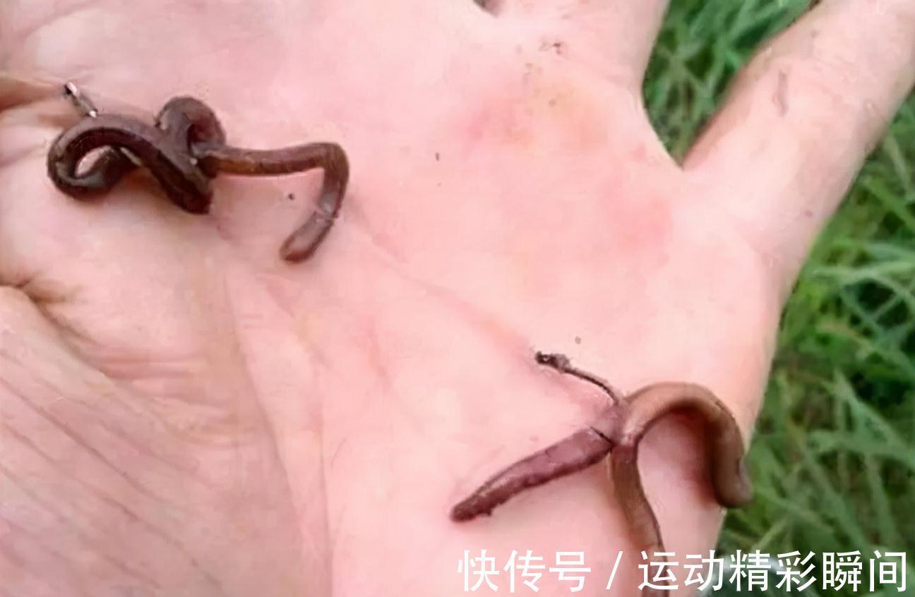 用蚯蚓,不妨试试这两种方法,速度快、精度高,什么水域都能用