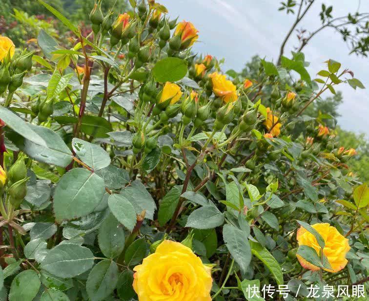 月季小苗怎么养？有2个小方法，顺利养到枝繁叶茂花开满枝