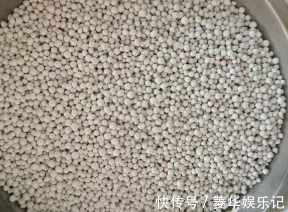 养君子兰、长寿花,盆里撒点“万能肥”,新芽猛长,呼呼开花!