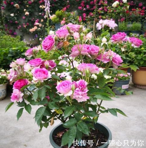 绿化带的月季没人管也开得很好，为啥自己家的月季就那么难养呢