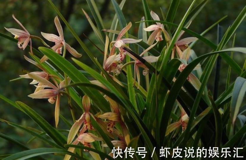 给兰花喷雾化水，掌握3个要点，叶片油绿，不用担心烂叶掉花苞