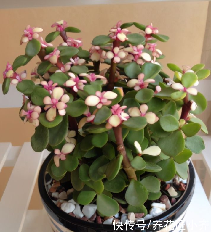 新手买多肉，3种多肉不要买，买到手养不活，浪费时间和金钱