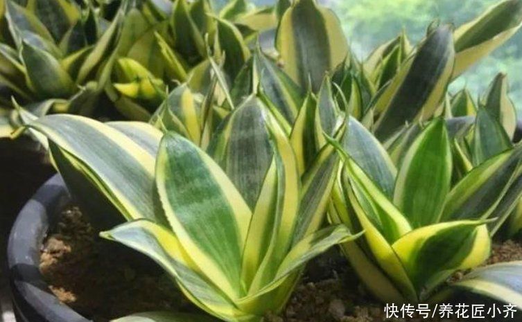 栽培|喜欢养虎皮兰,教你3种虎皮兰繁殖方法,学会一种就能变“大户”