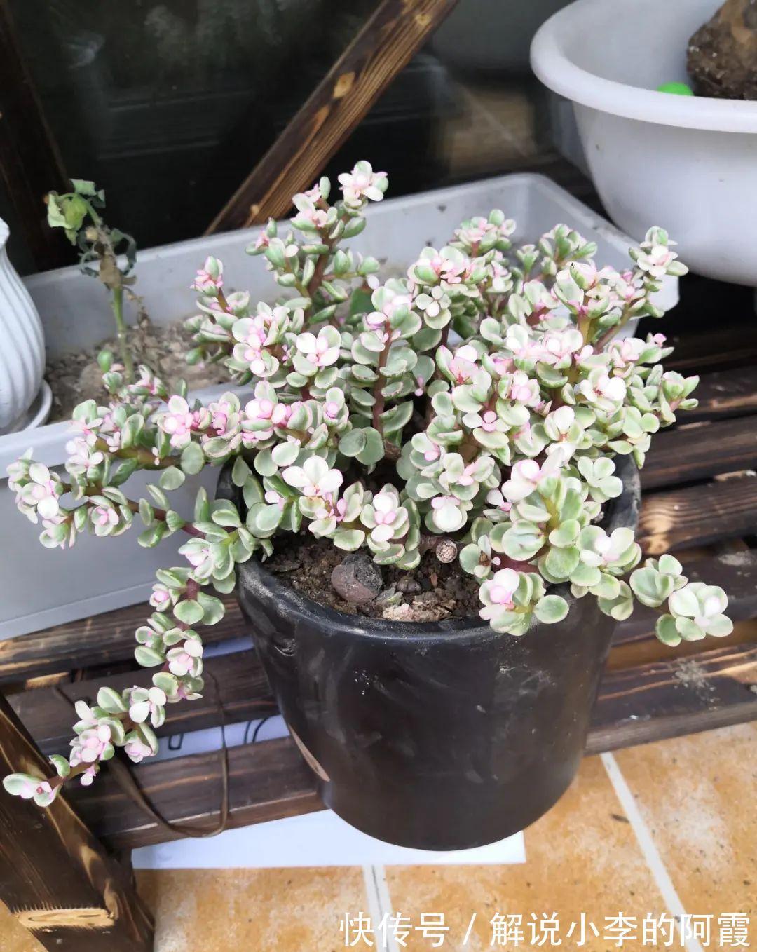 姐姐家的蓝雪花,竟然满盆开红色,变异了吗