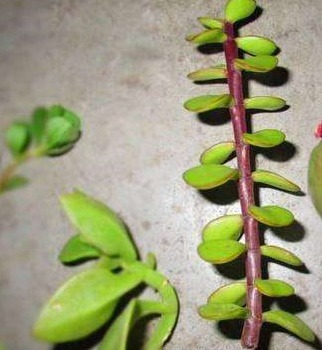 金枝玉叶爱“干净”，咔嚓来一刀，枝干壮、叶片厚，嗖嗖成老桩