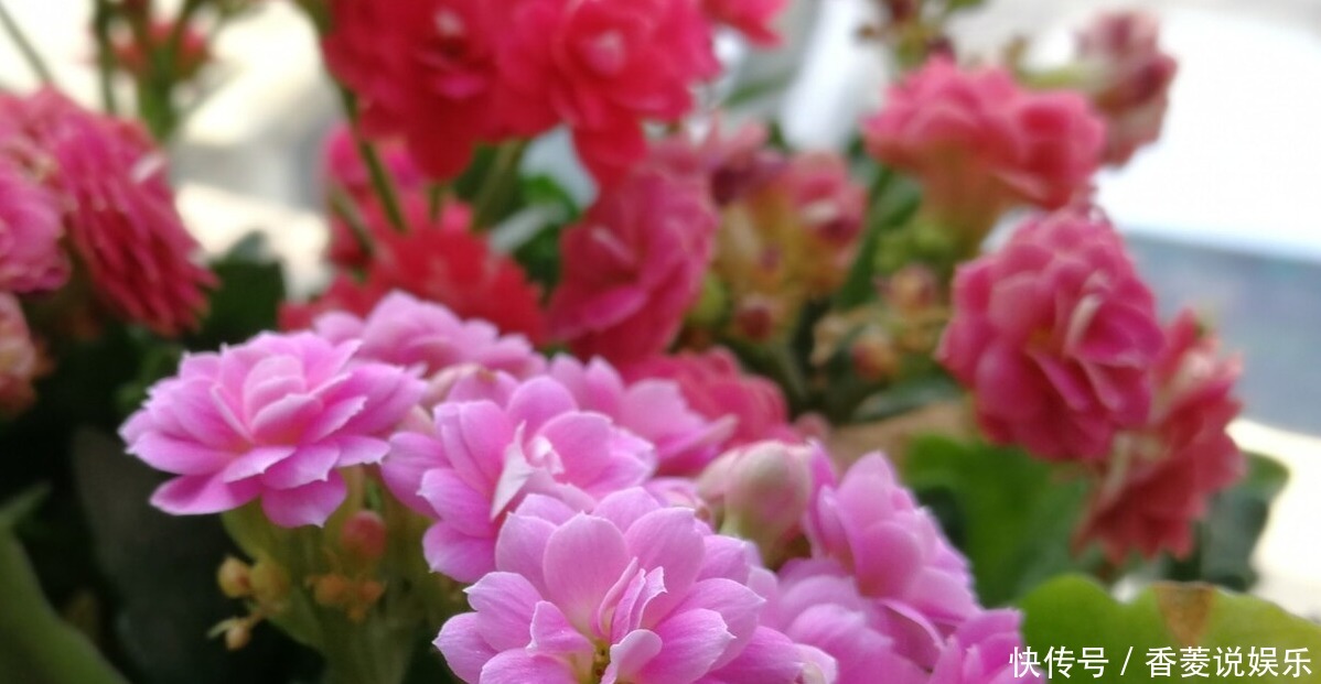 花农|长寿花叶子边缘枯萎的原因是什么,花农说出4点,需要引起注意