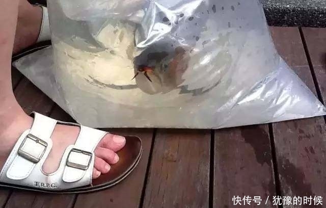 鱼缸和池还可以这样结合?只能说很有想法,有钱我也搞一个!