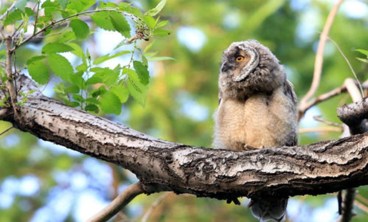 下令|四名县令行酒令,少年加入后,为何县令恼羞成怒下令衙役捉拿他