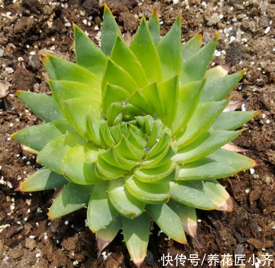 让你看了“眼发晕”的芦荟,它是芦荟中的“女王”,想养谨记2点