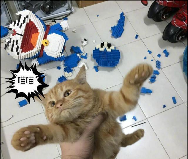 小家伙|花三天时间做了一个哆啦A梦,结果被3秒毁掉,网友一屋不容二猫