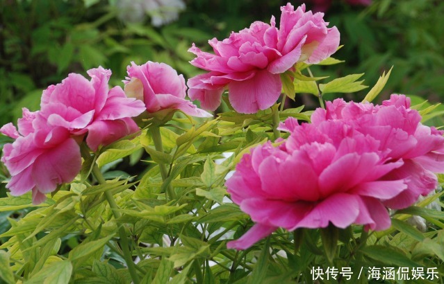 扶桑花|推荐几朵香香花,夏天开花不断,放在室内,香香一整夏,花开艳丽