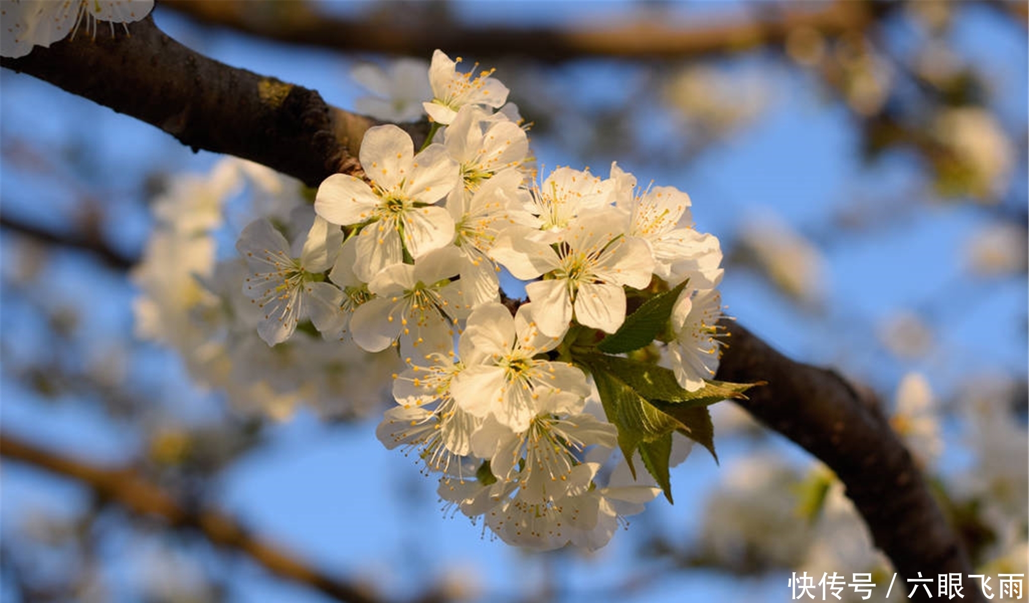 龙达|元稹樱桃花丽诗两首：樱桃花，一枝两枝千万朵，花砖曾立摘花人