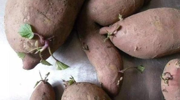 大蒜|几类蔬菜发芽后是“宝”,不仅没毒还营养丰富,很多人却白白丢掉