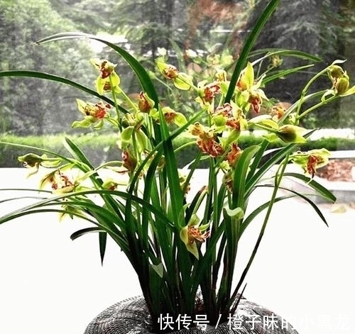 以前山上的野草,现在成为“高档”盆栽,花朵似玉狮,高雅又大气