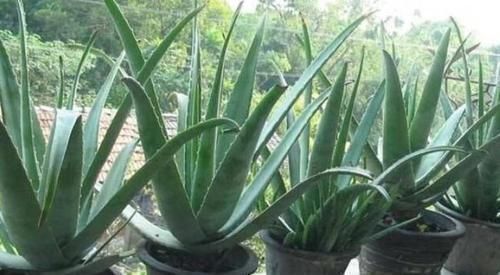 |沙雕动画,搞笑:小时候用飘柔洗头,我妈拽我头发根本抓不住!