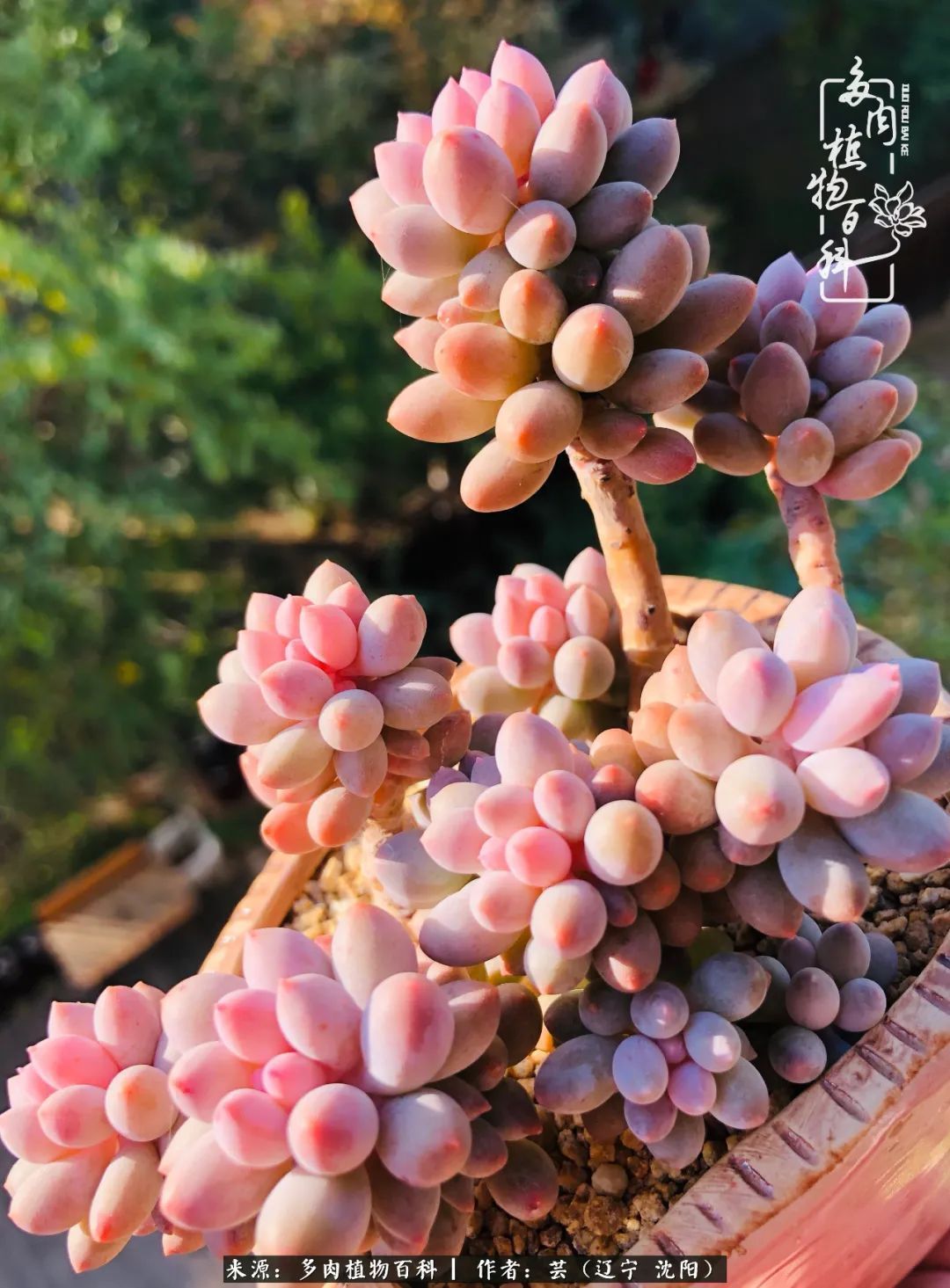 血罗|万物皆有灵性，一年四季有多肉陪伴真好！