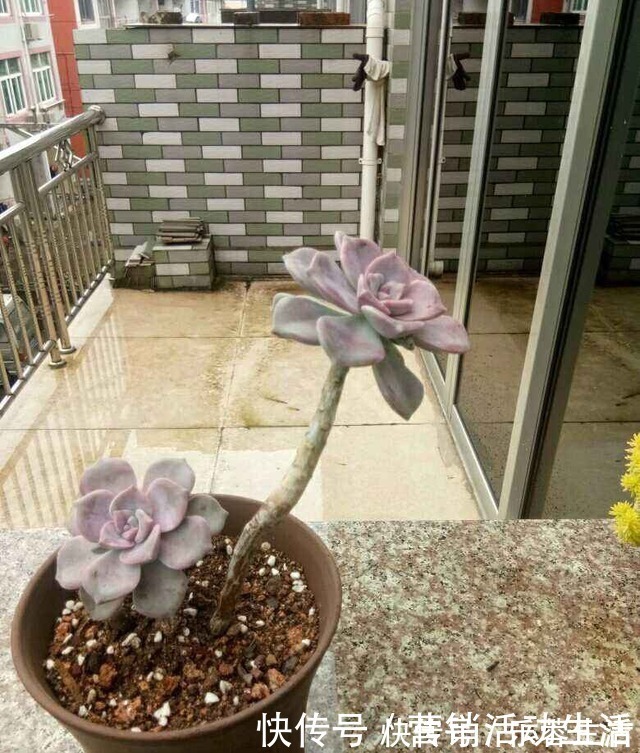 花花|3种花不能养老桩，开花越来越少，最后只剩光杆！