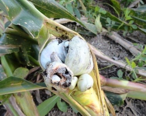 玉米上面长了奇怪的东西, 妈妈竟说是难得一遇的美食