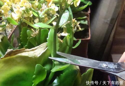 长寿花开花越来越少?做好3件事,花开一茬接一茬,开出层叠群花