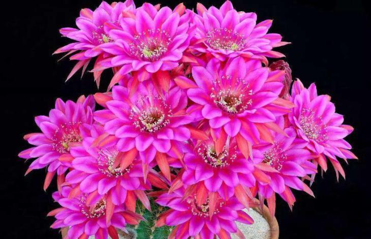 养6种花怕水多,烂根又烂叶,水少长势旺,开花开得多