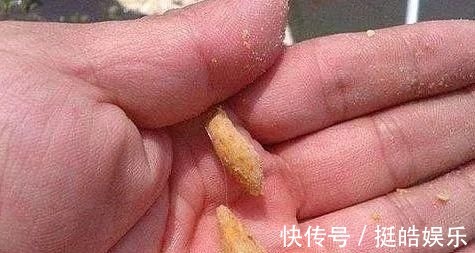 鲤鱼|夜钓鲤鱼，真的不用吹，这套钓法最管用，大鲤鱼接连入护