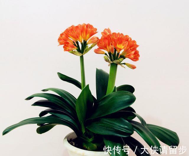 给君子兰喝一种“饮品”,一年长6片叶片,闪亮发光,可爱迷人