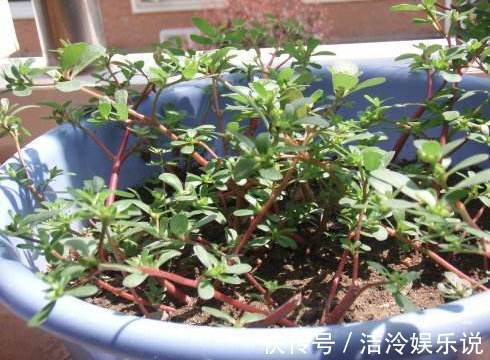 植物|3种长得丑的植物,很多人嫌弃,但聪明人会养,难怪越来越健康!