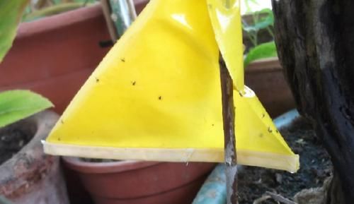 4样“天然杀虫剂”，家家户户都有，春夏拿来养花植物少遭殃