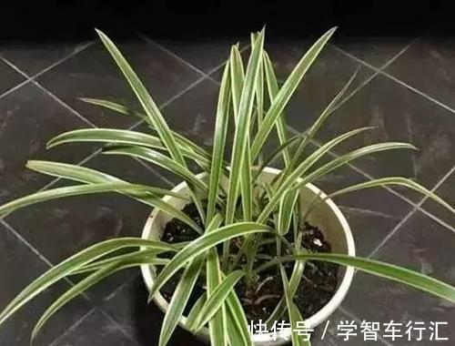 3种花，喜欢“剪秃头”，越剪越茂盛，现在动手刚刚好！