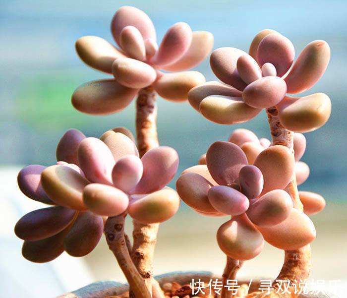 9月开始，养桃蛋“牢记”2个字，半年养的“胖嘟嘟”，萌化了