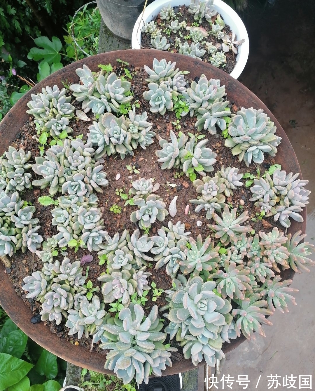 这“三多肉”是爆崽小能手,颜值高易爆盆,却因便宜“无人问津”