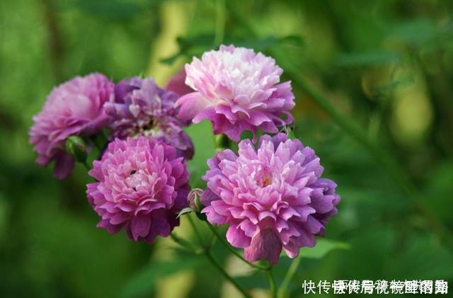 花色|20款紫色月季品种。浓香、抗病非常好养,天然紫色唯美盛开