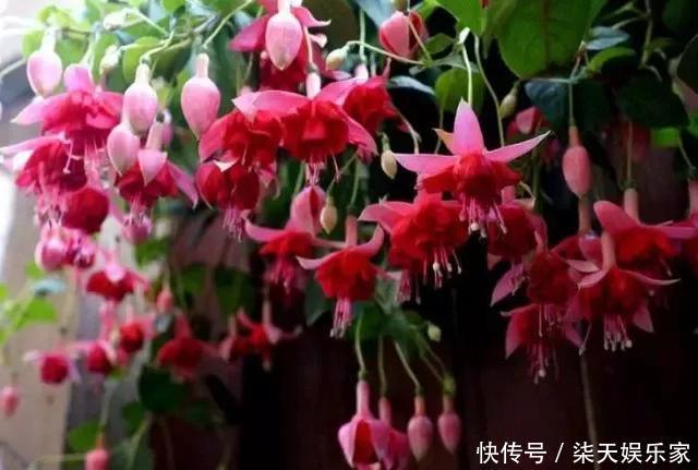 秋季|3种枝条泡水里,10天长根,一次开花100朵,水培成活率更高!