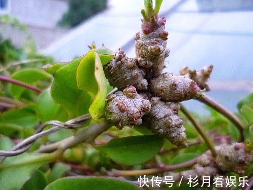 藤子三七|老年人常吃以下野菜，能活血化瘀，预防高血压！