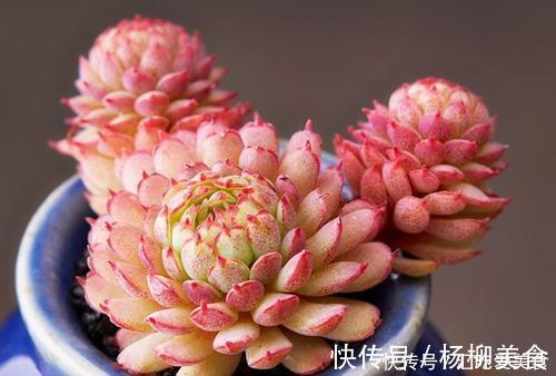 公认难养的4种高颜值多肉,谁养谁后悔,能养好的都是高手!