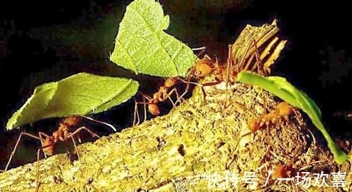 15个冷知识，有趣的知识又增长了，你吃过香蕉皮吗？