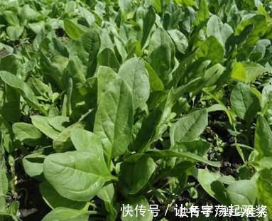 粗纤维|2种蔬菜是孩子发育的“绊脚石”,3位专家提醒:长高慢,假期少给娃吃