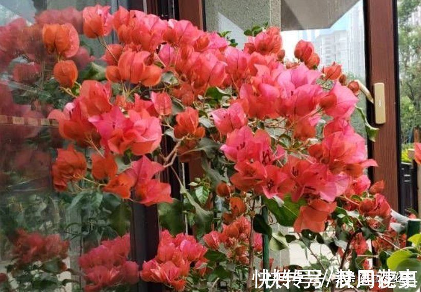 学会3个小技巧,不用控水,三角梅依然爆花,一茬接一茬